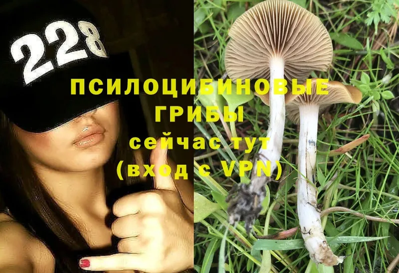 kraken ССЫЛКА  наркота  Орлов  Псилоцибиновые грибы MAGIC MUSHROOMS 